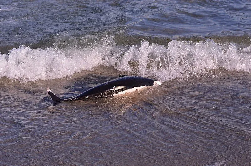 Рядък делфин, погълнал пластмаса, намерен на брега