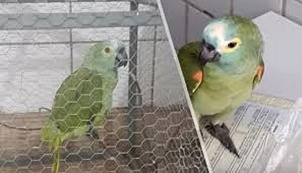 Арестуваха папагал помощник на наркодилъри в Бразилия