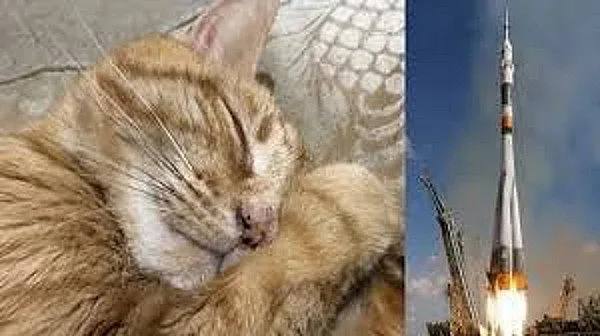 Кремиран котарак ще лети в Космоса