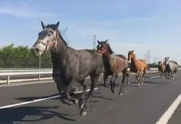 Коне помляха кола на пътя за ГКПП Малко Търново