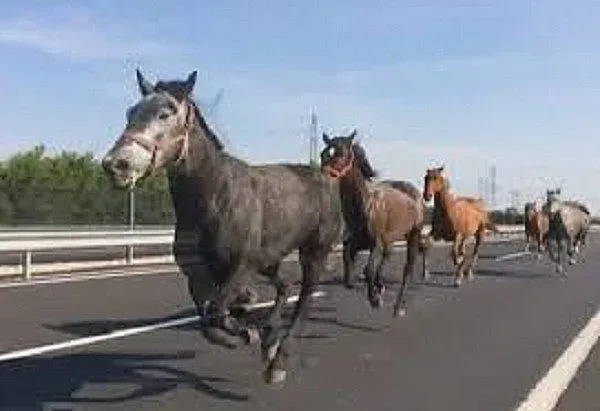 Коне помляха кола на пътя за ГКПП Малко Търново