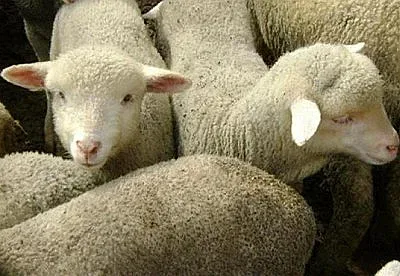 Проверяват за превоз на месо без документи