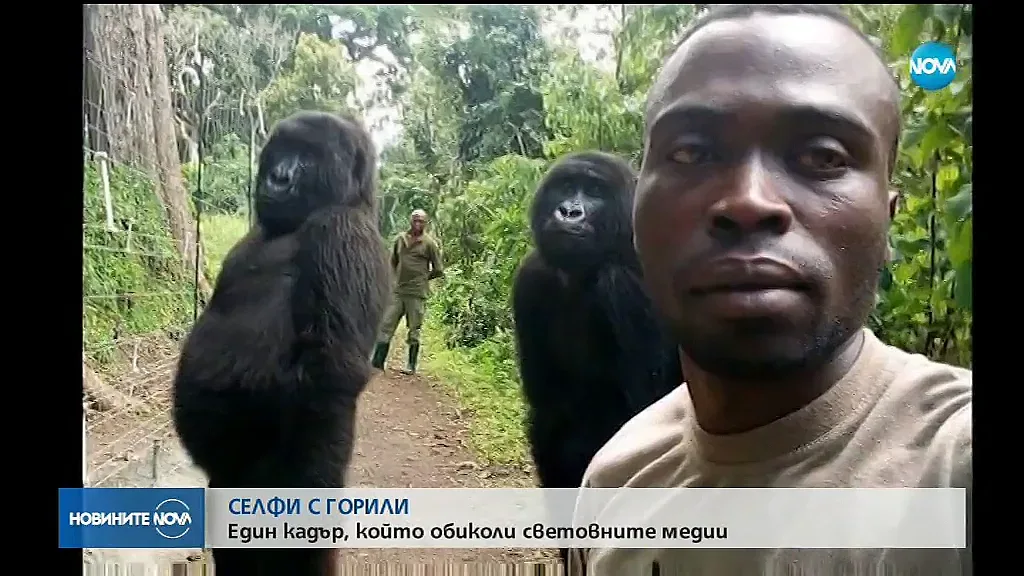 Горили позираха за селфи