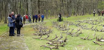 Седем ловни стопанства подредиха изложба от  еленови рога