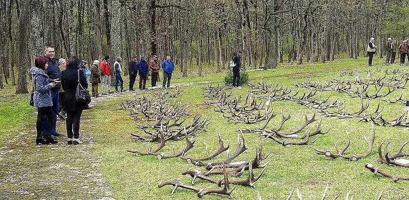 Седем ловни стопанства подредиха изложба от еленови рога