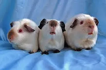 В Швейцария незаконно само едно морско свинче