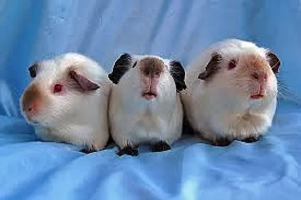 В Швейцария незаконно само едно морско свинче