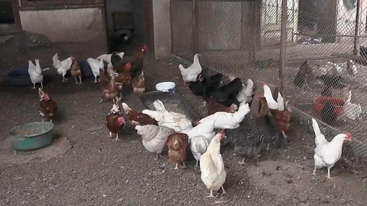 Фермери предупреждават! Ето колко ще ни струва великденската почерпка