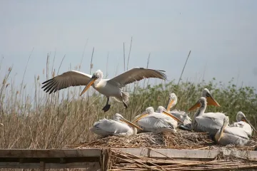 Еноти нападнаха пеликаните в Сребърна