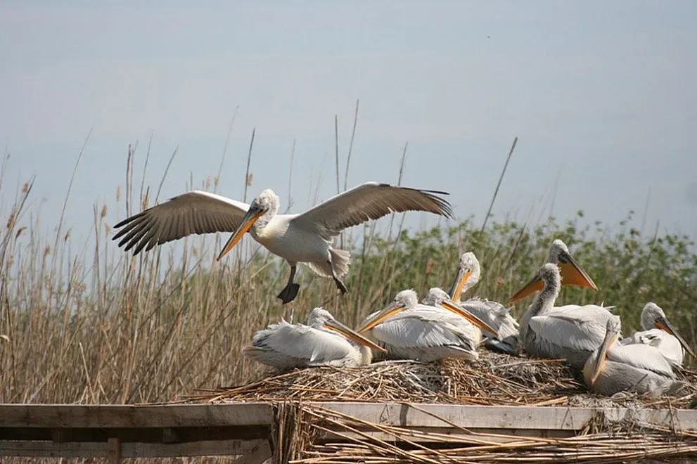 Еноти нападнаха пеликаните в Сребърна