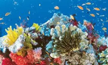 Най-големият изкуствен коралов риф в света в ОАЕ