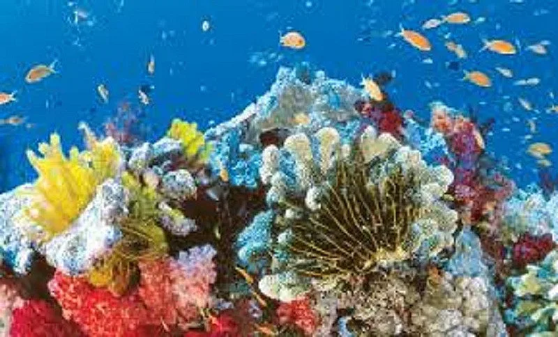 Най-големият изкуствен коралов риф в света в ОАЕ