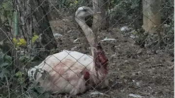 Хъски нападна нанду в старозагорския зоопарк