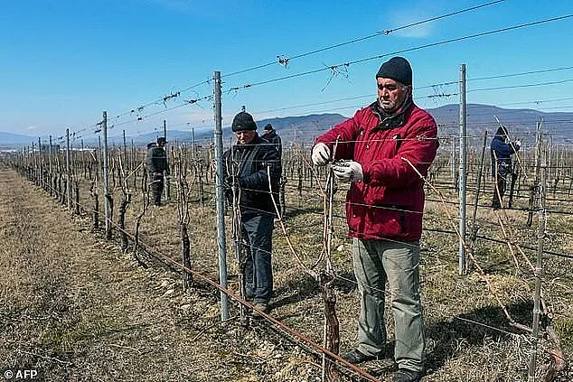 Извънземно: Грузия ще произвежда вино на Марс