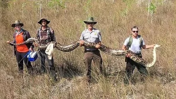 Хванаха питон колкото едноетажна постройка