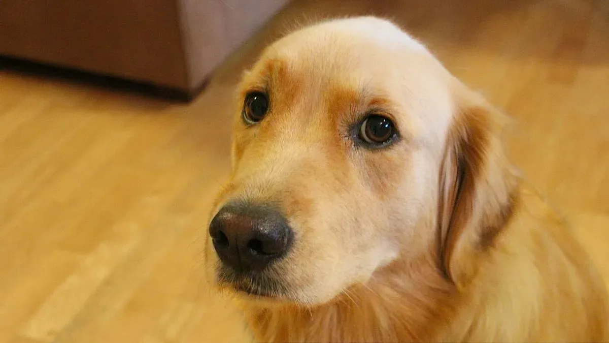 Джендър: Мъж поиска да е куче