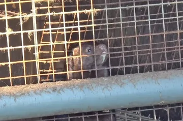 В Германия закриват бизнеса с кожи на животни