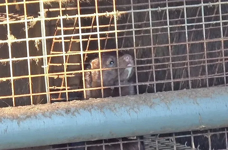 В Германия закриват бизнеса с кожи на животни