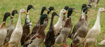 Ново огнище на птичи грип в Ловешко