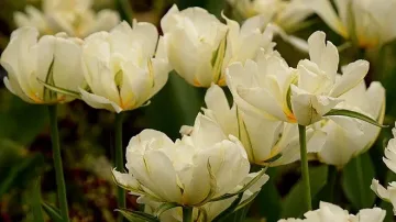 Чака ни слънчев и топъл ден