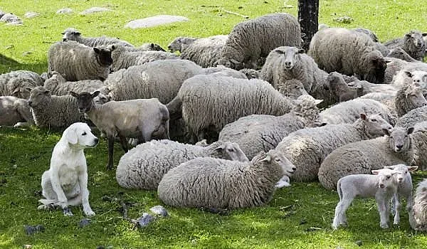 Седем езера в Пирин замърсени с овча тор