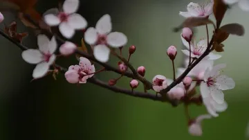 Аномалии през април - от -3 до 29 градуса