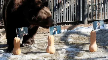 Мечка предсказва държавния глава на Украйна