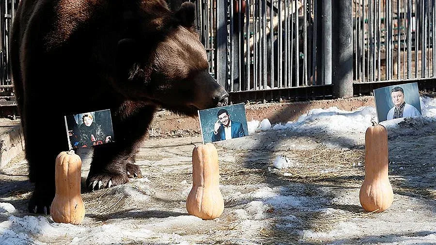 Мечка предсказва държавния глава на Украйна