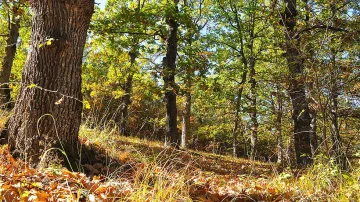 Буковите ни гори вече са част от ЮНЕСКО