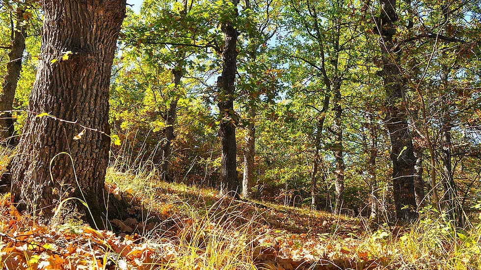 Буковите ни гори вече са част от ЮНЕСКО