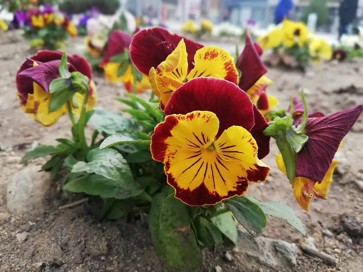 Благоевград с цветни оазиси и повече зелени площи