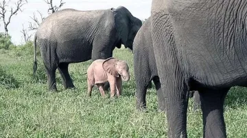 Розово бебе слон се роди в Южна Африка