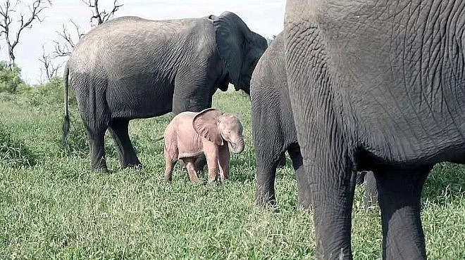 Розово бебе слон се роди в Южна Африка