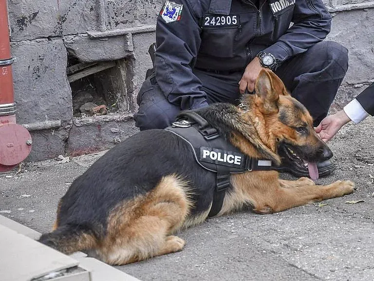 Кучета хванали следата на изгубеното дете