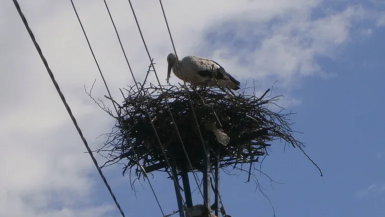 Щъркелите се завръщат и носят здраве