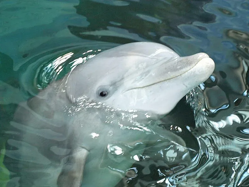 Бебе делфин във Варна