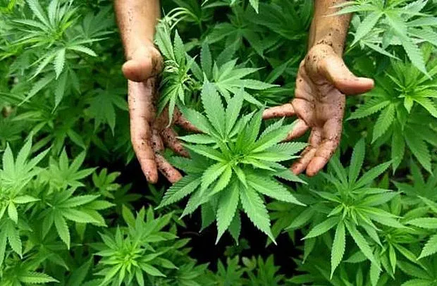 Българи доказаха: Канабисът лекува тумори