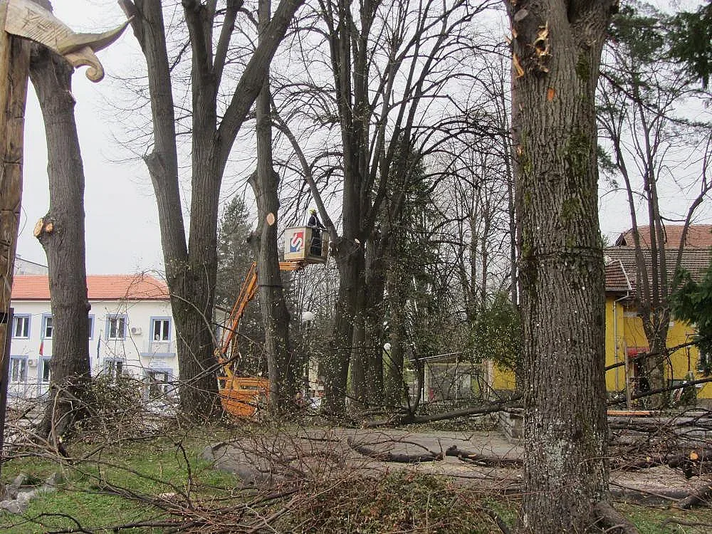 Премахват опасни клони в Берковица