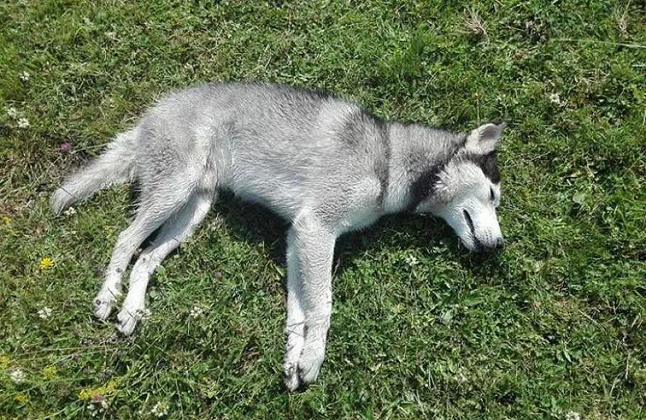 27-годишен перничанин на съд за множество умъртвени кучета