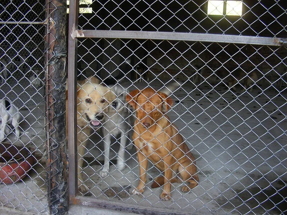 В Мездра осиновяват изоставени кучета