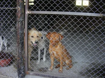 В Мездра осиновяват изоставени кучета