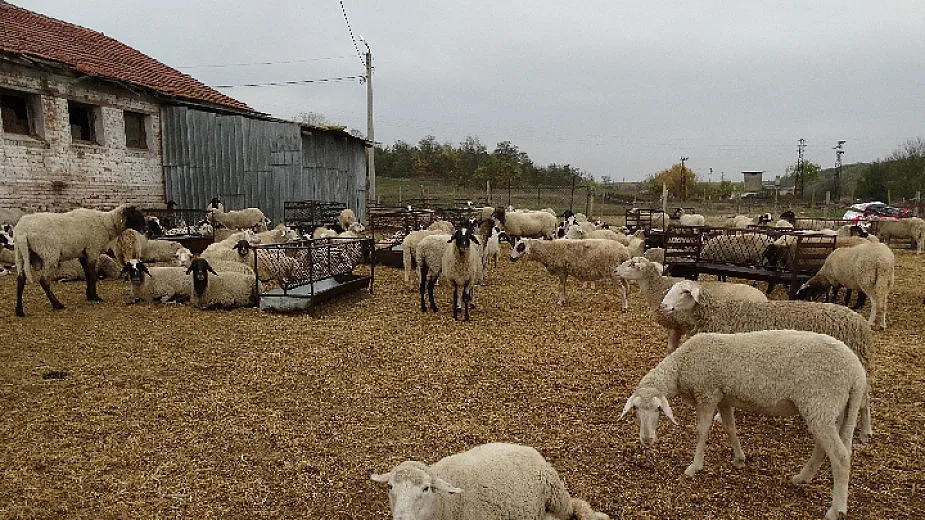 Отмениха глобата на стопаните  на нарочено за заличаване стадо