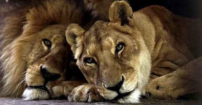 4 лъва от цирка се завърнаха в Южна Африка