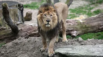 Арестуваха лъв