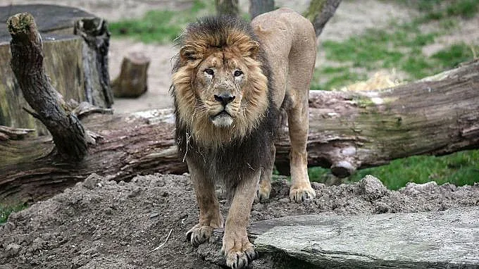Арестуваха лъв