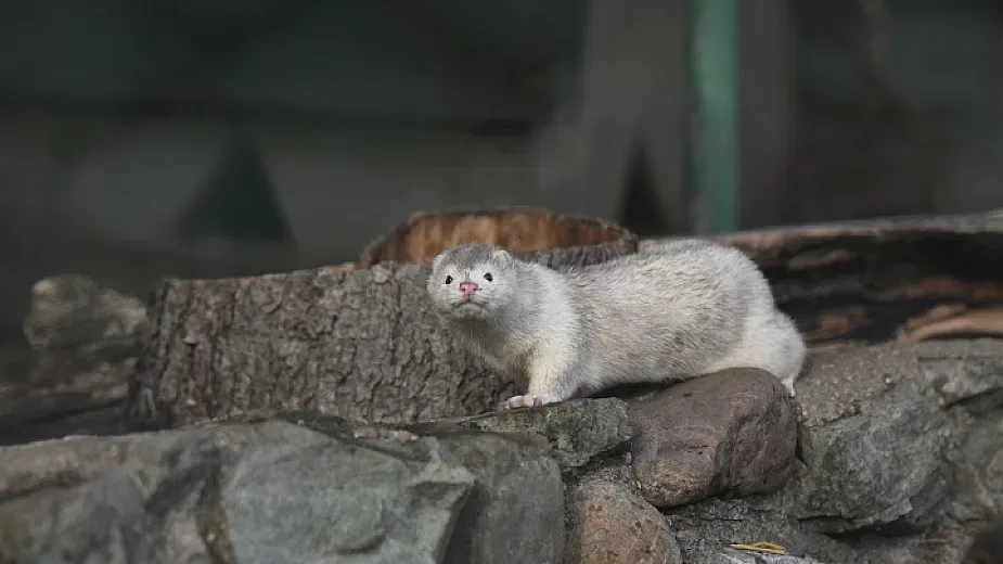 Изложба настоява за забрана на добива на ценни кожи