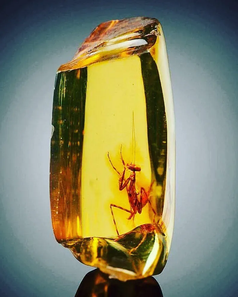 Богомолка на 23-34 млн. години открита в кехлибар