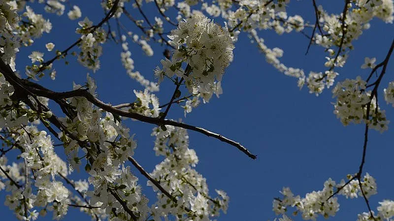 Температурите скачат до 20 градуса днес