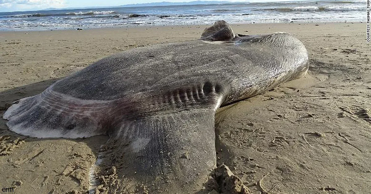 Странна риба на плажа в Калифорния
