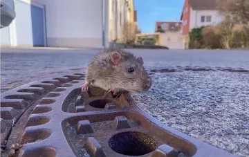 Дебел плъх спасен от канализацията в Германия